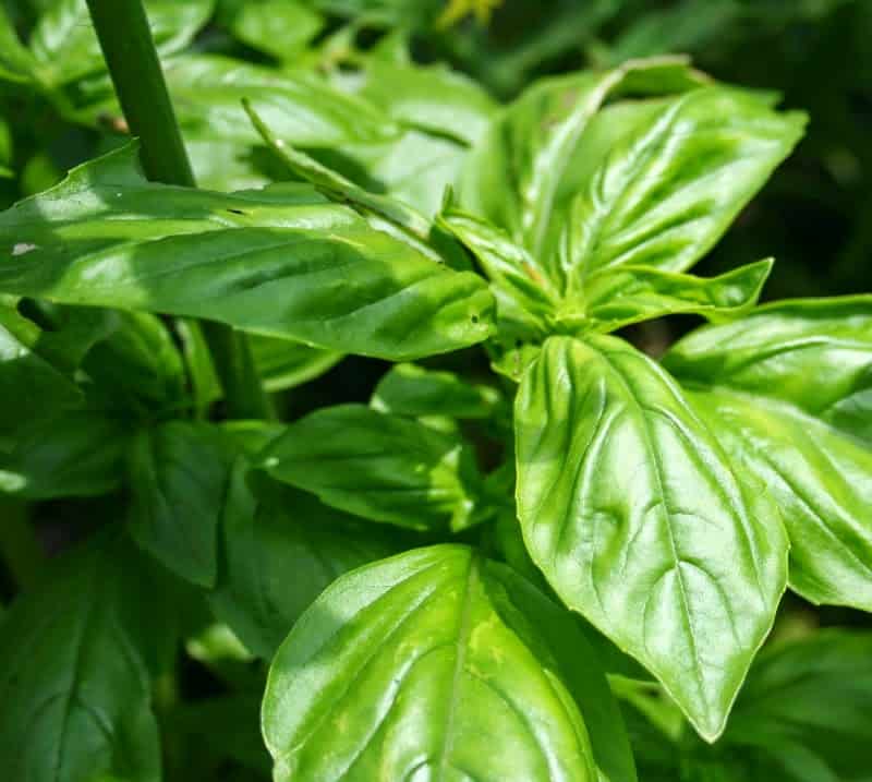 Rising Basil from Seed – House Backyard Pleasure