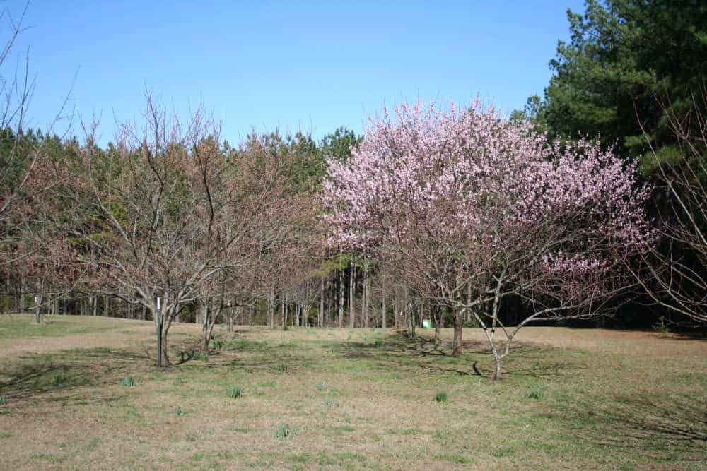 Learn how to Plant a Peach Tree