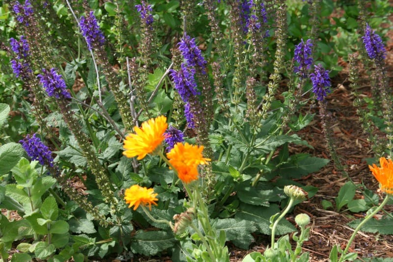 The way to Make Calendula Hand Salve