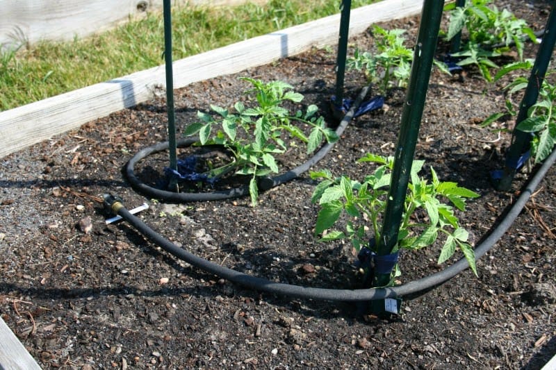 Why Are My Tomatoes Splitting?